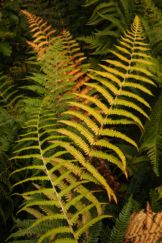 Autumn Ferns