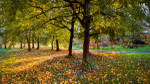 Autumn comes to Springburn Park