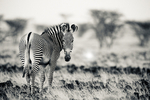 Grevy's Zebra Shaba