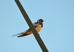 Swallow