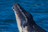 Humpback Calf head-lunge 5. 0A3A9449