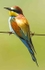 European Bee Eater