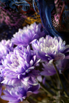 Flowers Set 2 - 12