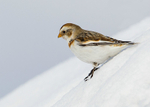 Snow Bunting 1