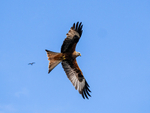 Red Kite