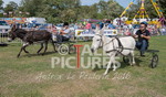 Donkey Derby_2016-27
