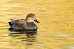 Gadwall