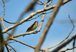 Nightingale