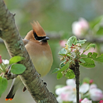 Bombycilla cedrorum