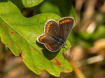 Brown Argus