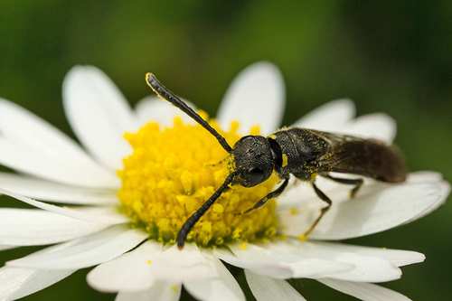 Sapygid Wasps
