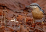 Nuthatch 2