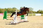 Class 2 - Senior British Novice - 90cm portfolio