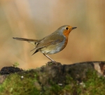 Robin