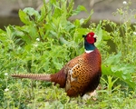 20110528-IMG_5429