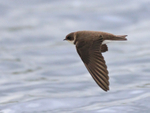 Sand Martin in flight at Farmoor