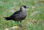 Arctic Skua