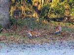 Red Foxes