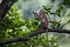 Macaque Monkey in Jungle in Ella Sri Lanka 6