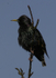 Starling