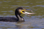 Cormorant swallowing a fish at Otmoor
