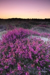 dusky heather