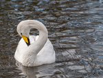 Whooper Swan