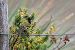 Male Black-chinned Siskin, Sea Lion Island, Falklands