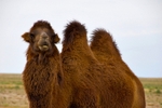 Bactrian camel (camelus bactrianus), Mongolia
