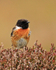 Stonechat (male) standing on flowering heather on Islay