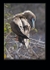 Red-footed booby