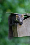 Pine Marten