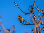 Chiffchaff