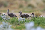 Upland Goose chicks, Sea Lion Island, Falklands