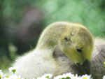 Gosling