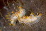 Limacia clavigera