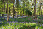 Bluebells at Bradley Hill