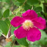 Alpine Rose (Rosa alpina) 