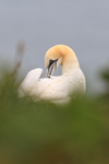 Gannet preening, RSPB Bempton Cliffs