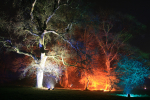 Westonbirt _WB032