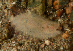 Zeugopterus regius