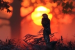 pr140 EVening Kestral Firestone Copse inspired