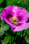 Opium poppy Papaver somniferum-6470