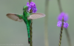 Green-Tailed Trainbearer