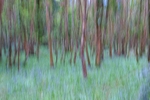 ICM Bluebells Jenkinstown Woods, Kilkenny