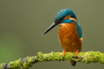 Kingfisher