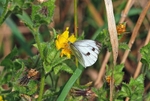 Small White