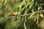 Common Tailorbird side view, Tala, Madhya Pradesh, India