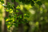 Spring in the woods