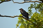 Raven